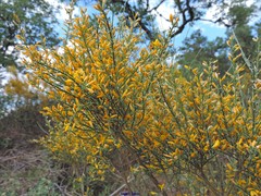 Genista cinerascens