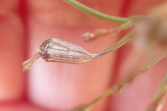 Wahlenbergia androsacea
