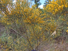 Genista cinerascens