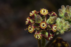 Oxypetalum arnottianum