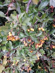 Pyracantha