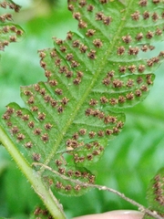 Tectaria subsageniacea