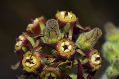 Oxypetalum arnottianum