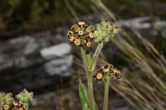 Oxypetalum arnottianum