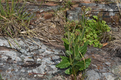 Oxypetalum arnottianum