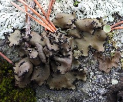 Umbilicaria polyrrhiza