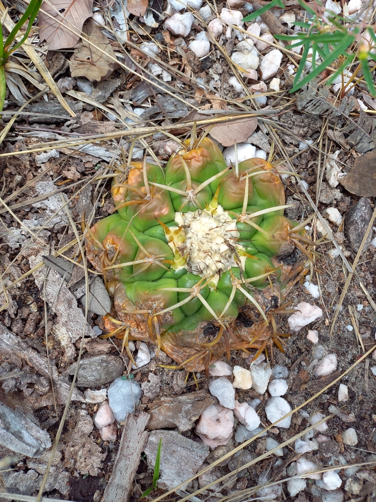 Discocactus catingicola