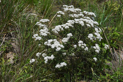 Grazielia intermedia