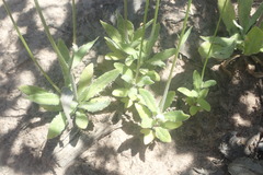 Wahlenbergia androsacea
