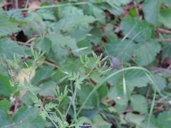 Chaerophyllum nodosum