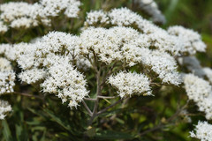 Grazielia intermedia