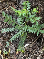 Zanthoxylum scandens