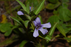 Dyschoriste humilis