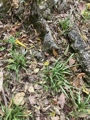 Tradescantia ernestiana