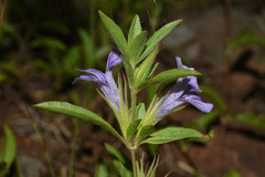 Dyschoriste humilis