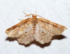 Metarranthis indeclinata