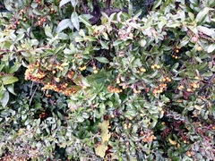 Pyracantha