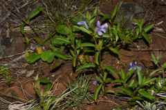 Dyschoriste humilis