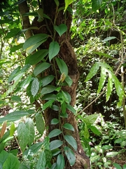 Monsteroideae