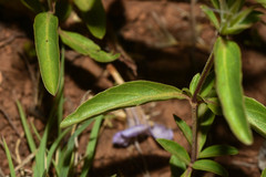 Dyschoriste humilis