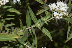 Grazielia intermedia