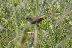 Acrocephalus orientalis