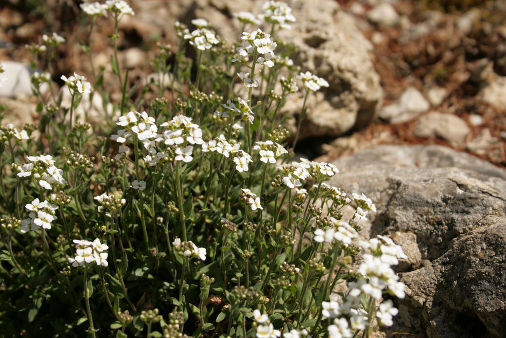 Schivereckia doerfleri