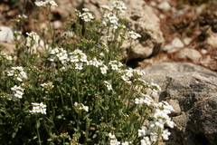 Schivereckia doerfleri