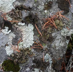 Umbilicaria polyrrhiza