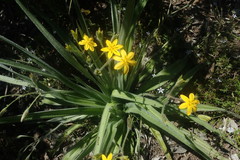 Hypoxis villosa