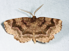 Metarranthis refractaria