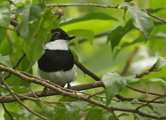 Platysteira castanea