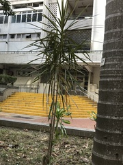 Dracaeneae