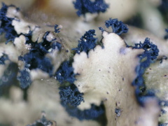 Umbilicaria polyrrhiza