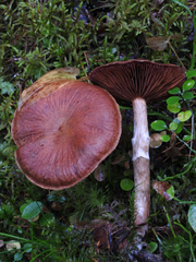 Cortinarius