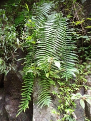 Goniophlebium persicifolium