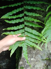 Goniophlebium persicifolium