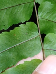 Goniophlebium persicifolium