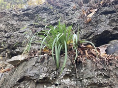 Tradescantia ernestiana