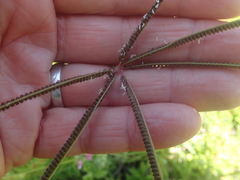 Eustachys paspaloides