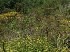 Eustachys paspaloides