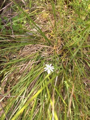 Stellaria angustifolia