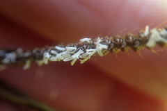 Eustachys paspaloides