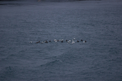 Somateria mollissima