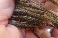 Eustachys paspaloides