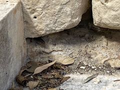 Chalcides ocellatus tiligugu