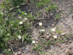 Wissadula glechomifolia