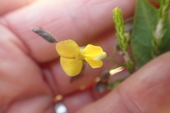 Rhynchosia caribaea