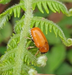 Diapromorpha