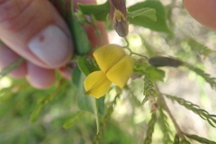Rhynchosia caribaea